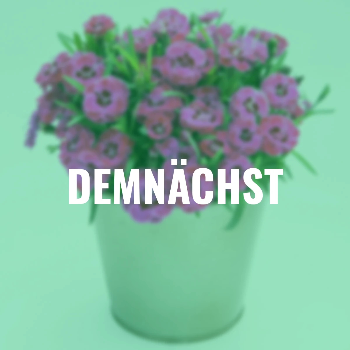 Garten-Nelke Purple Wedding