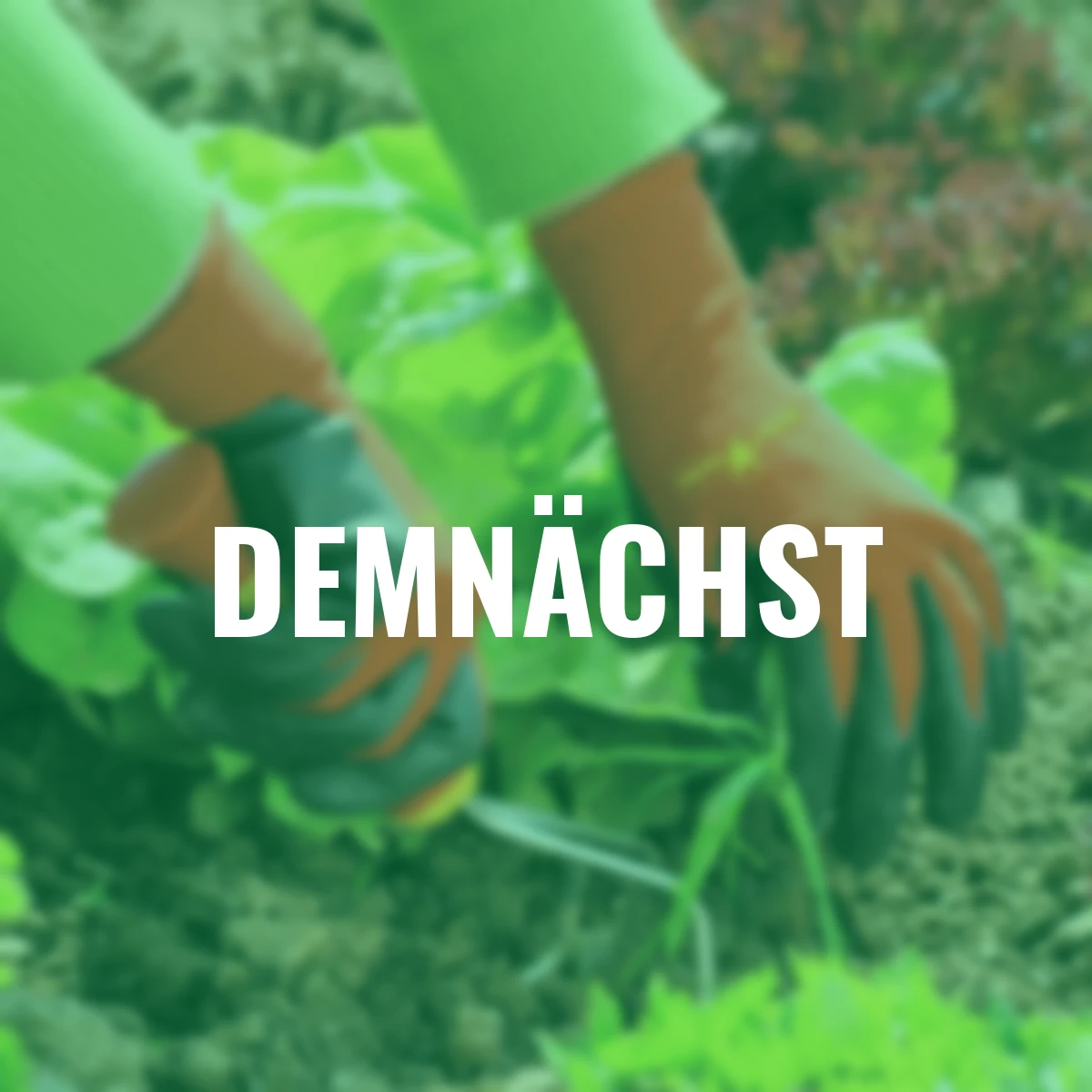 Beet-Handschuh Boden GH-BO 8, Größe 8