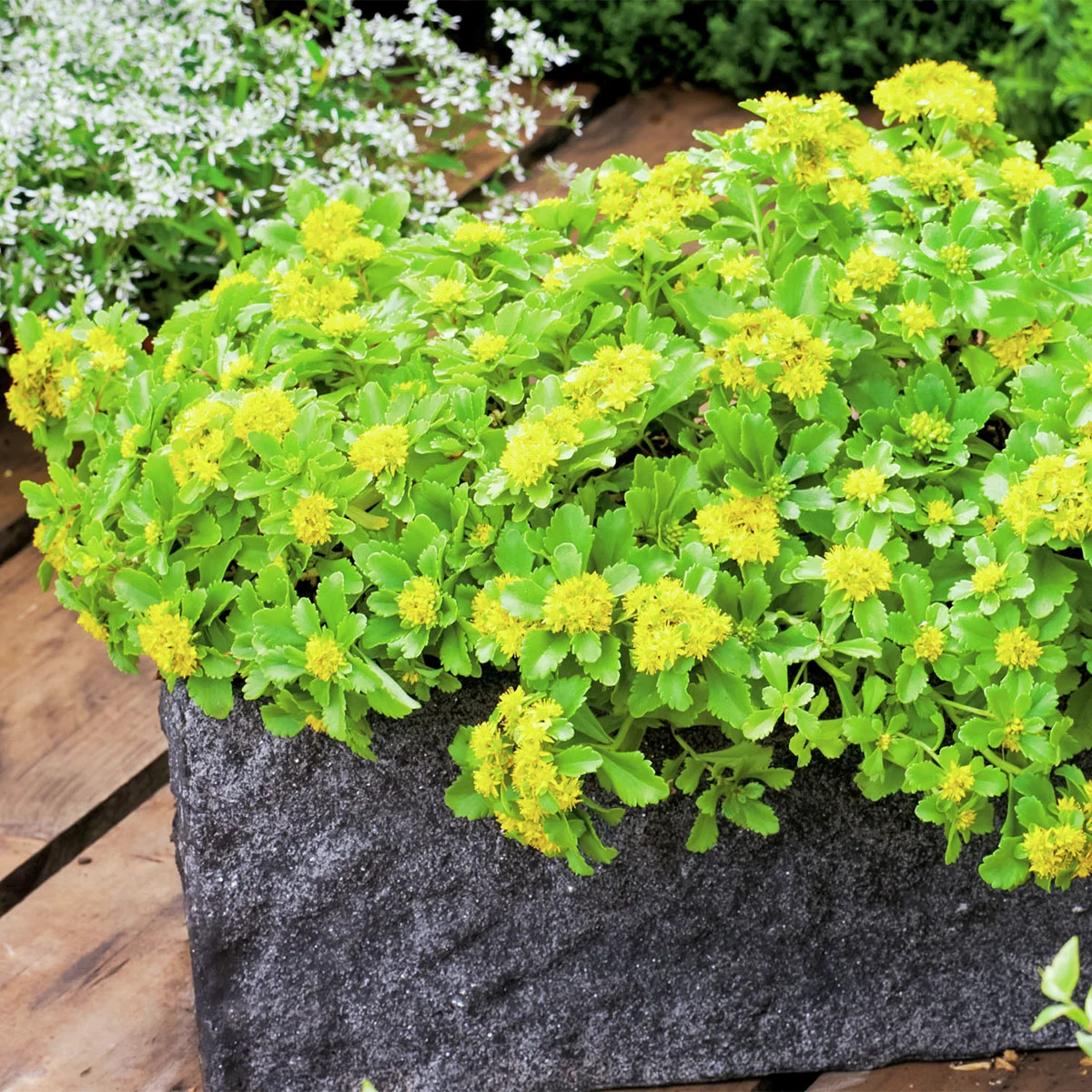 Kamtschatka-Fetthenne