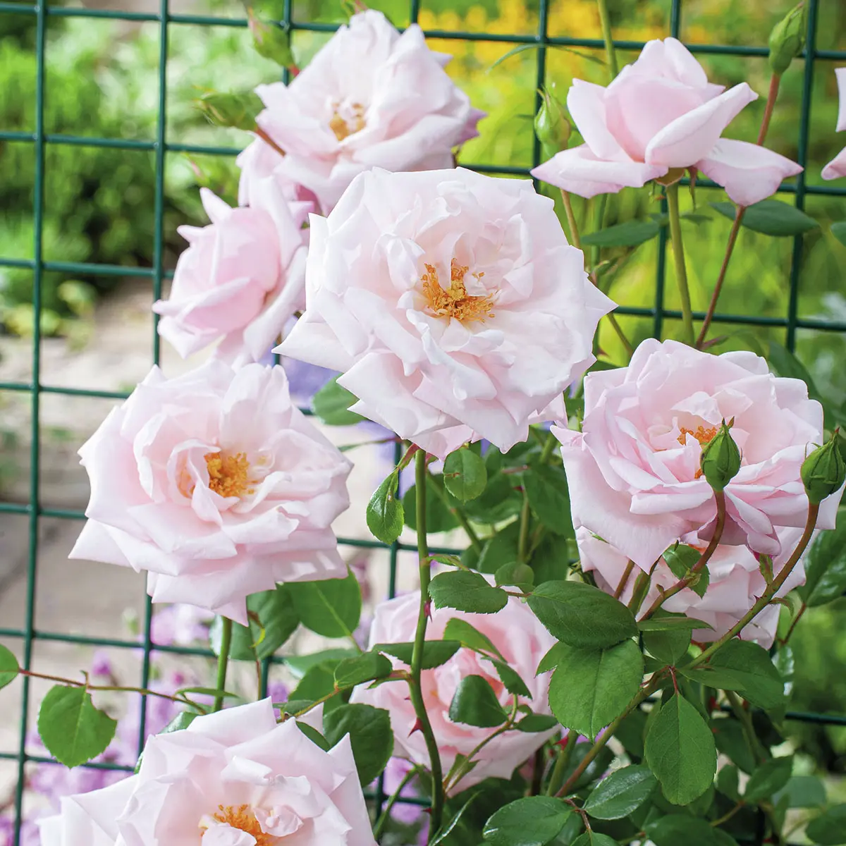 Kletterrose New Dawn