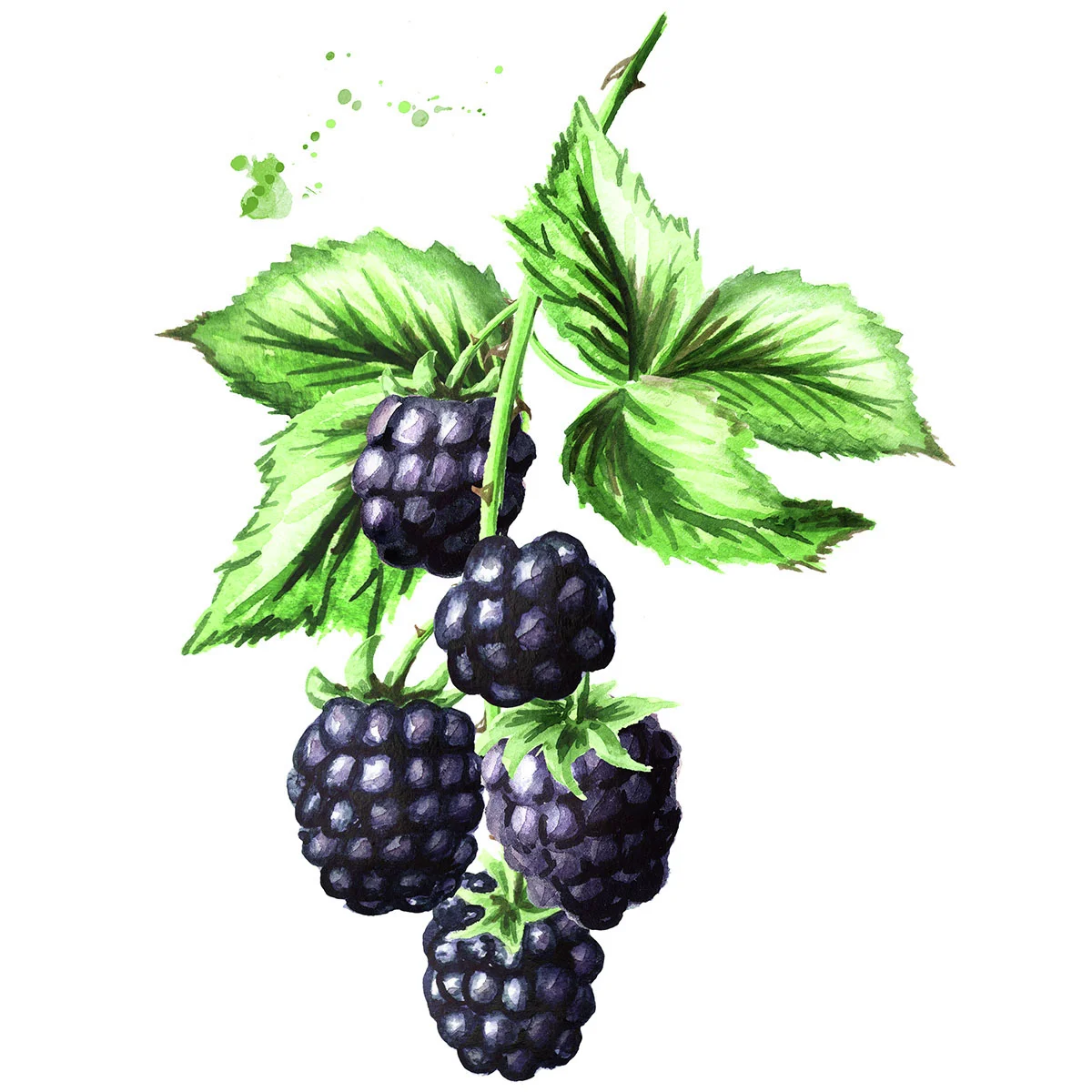 Brombeere Black Satin