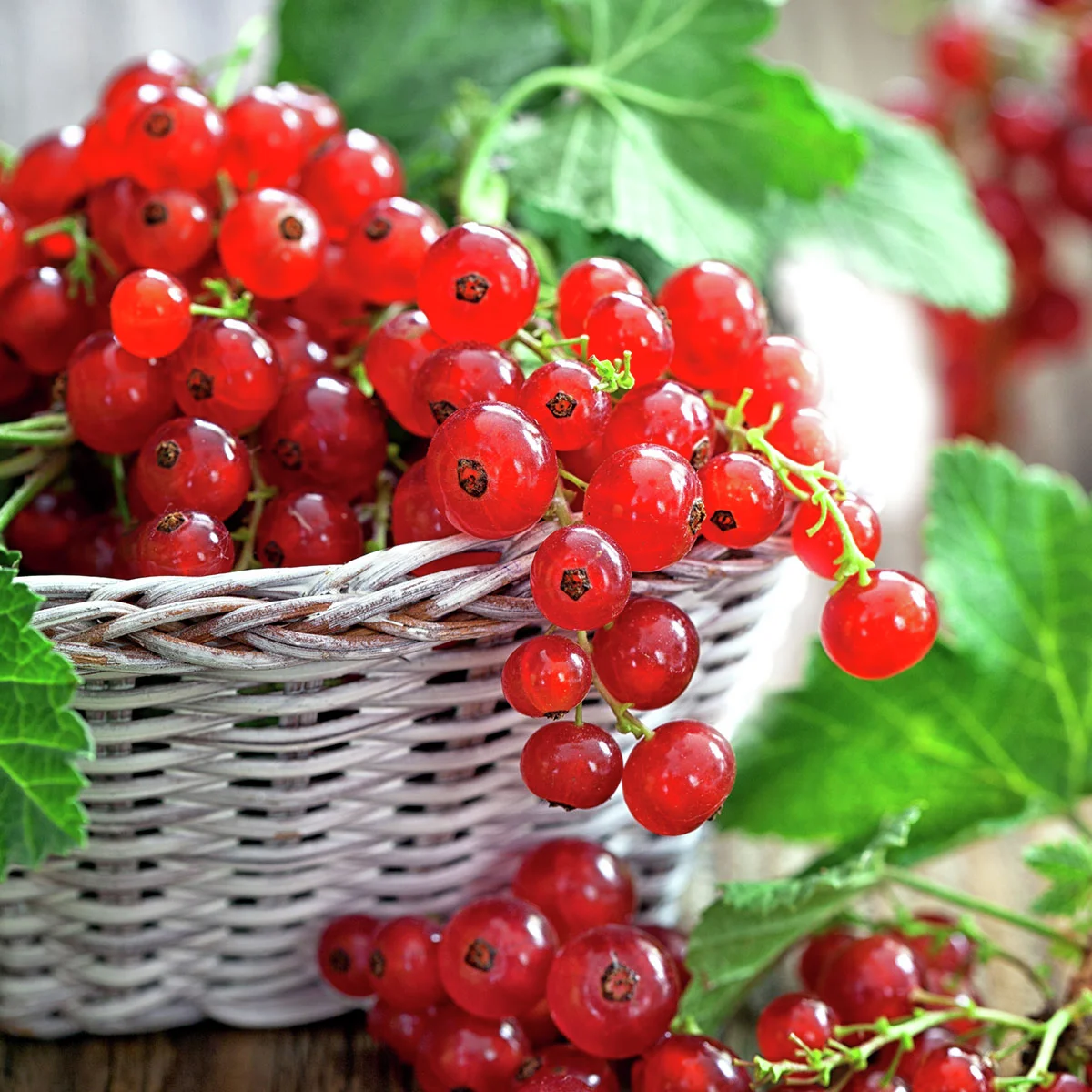 Rote Johannisbeere, Hochstamm