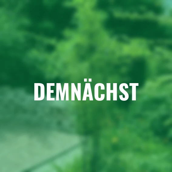 Schwarzer Bambus, im ca. 23 cm-Topf