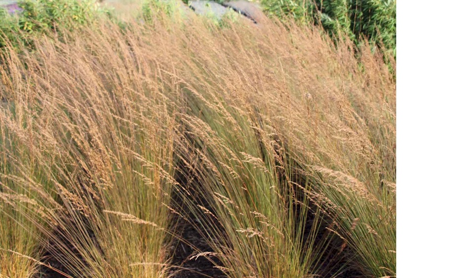 Pfeifengras Edith Dudszus