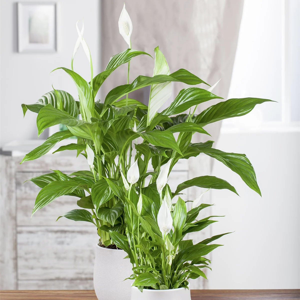 Einblatt, Höhe ca. 30-40 cm