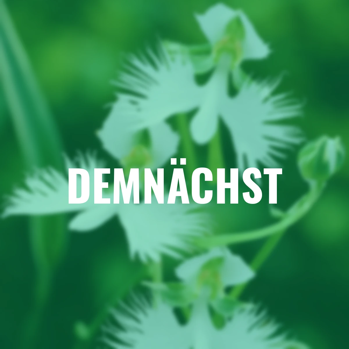 Japanische Vogelblume