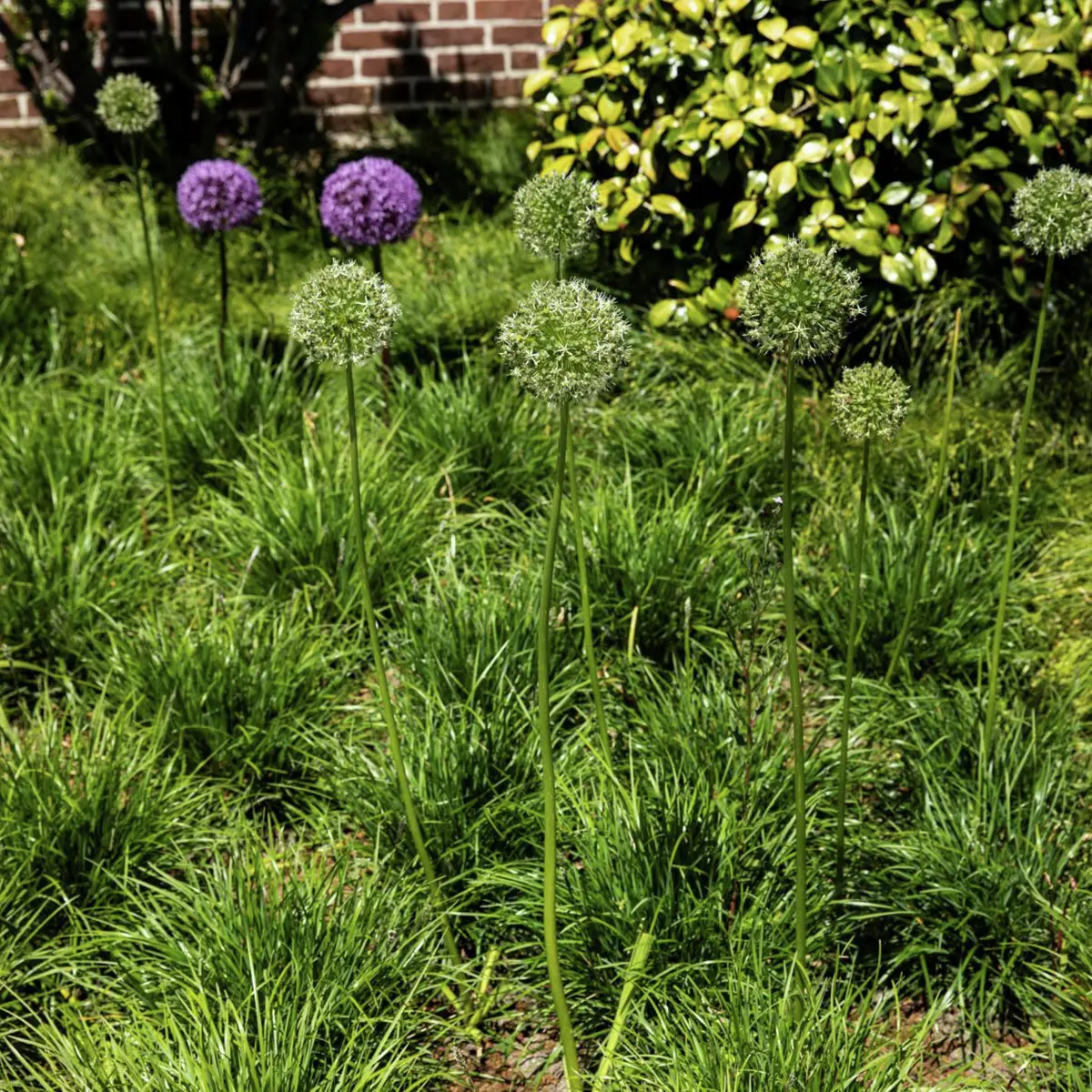 Bodendeckergras Halden-Blaugras