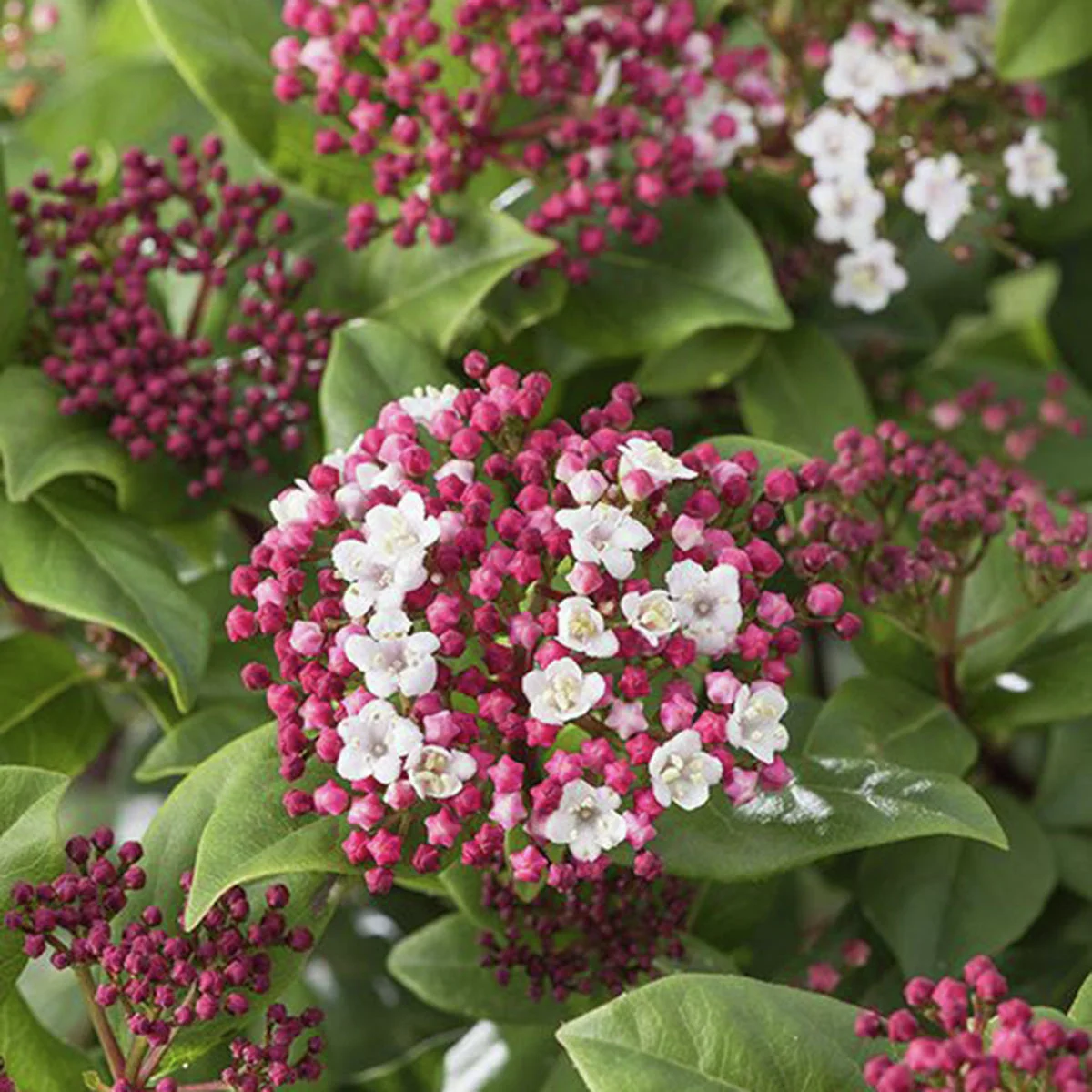 Schneeball Gwenllian