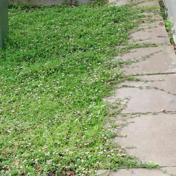 Teppichverbene Summer Pearls, weiß