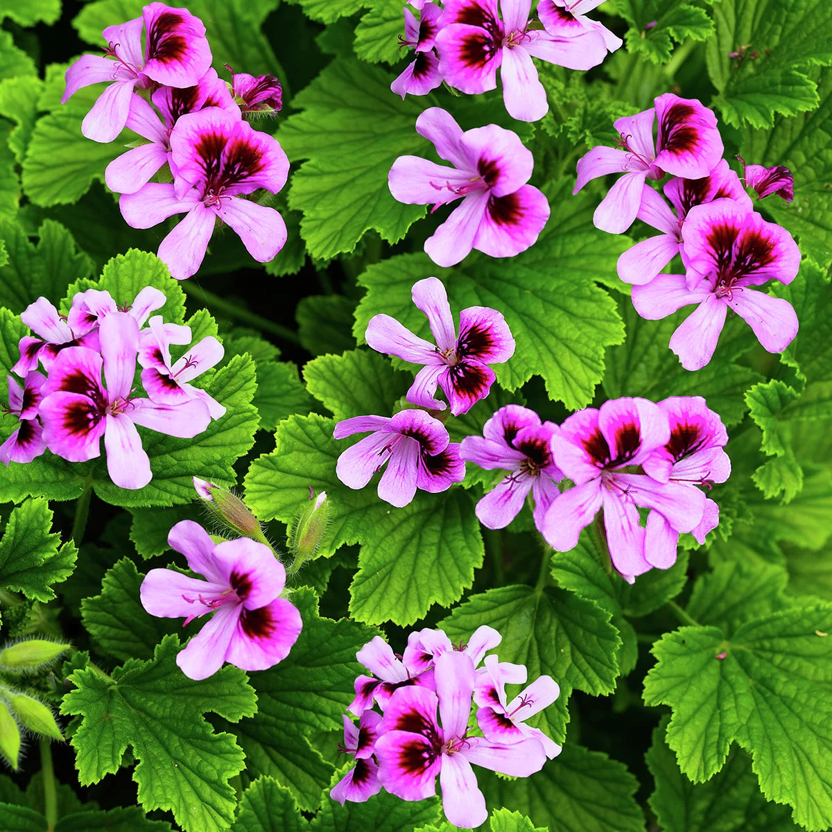 Sommerblumen-Set Duftgeranien-Mix Anti Mosquito, 3 Stück