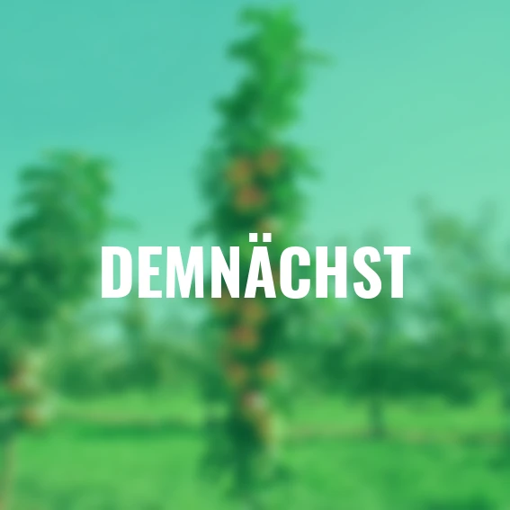 Säulen-Apfel Sonate®