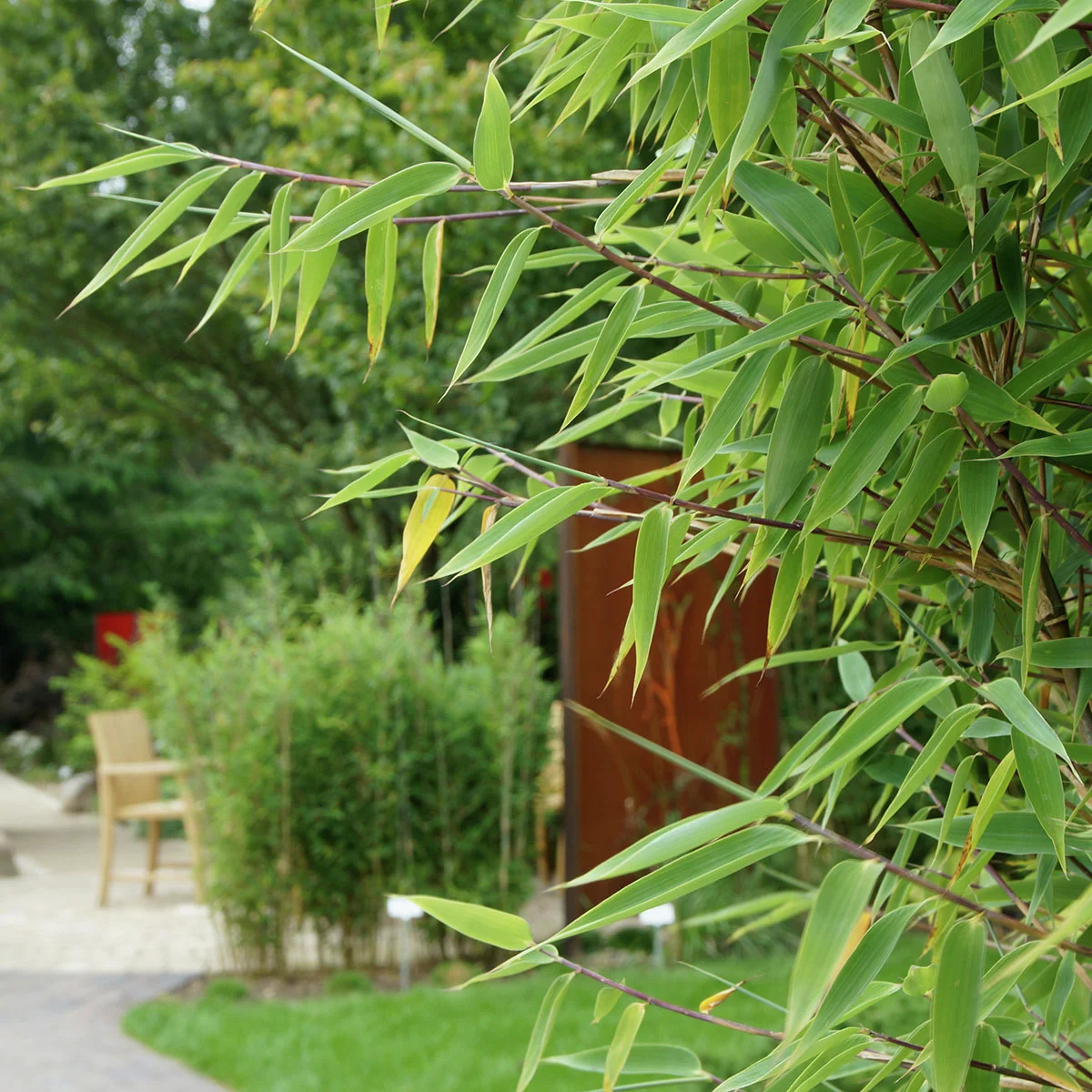 Elfenbeinbambus Ivory Ibis®