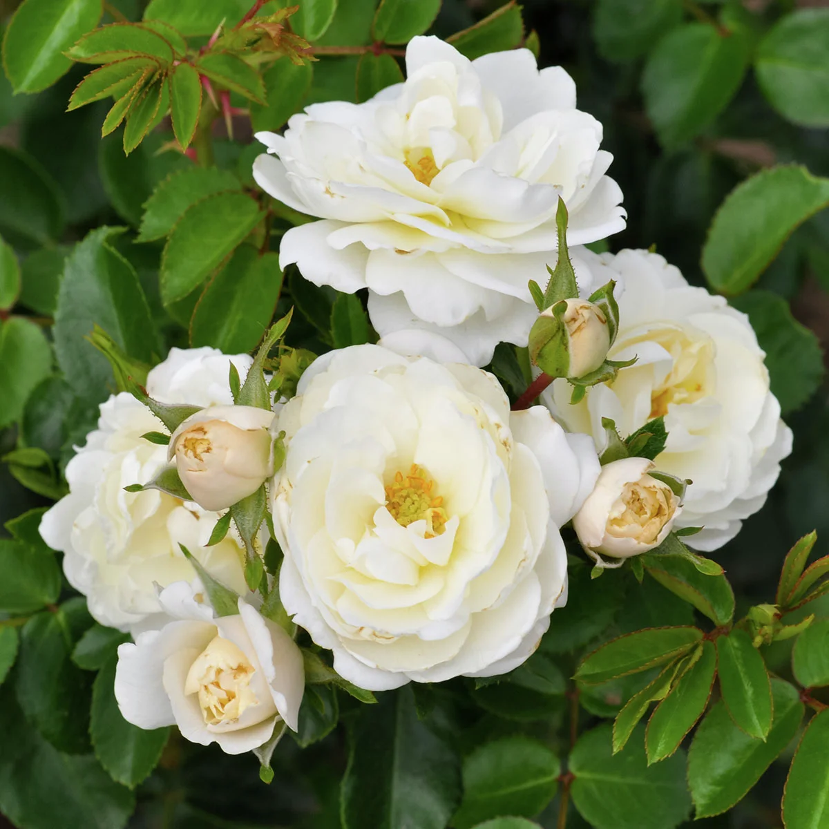 Strauchrose Crystal Mella, wurzelverpackt