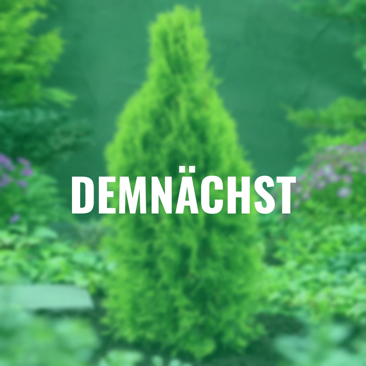 Smaragd-Zypresse, im ca. 23 cm-Topf