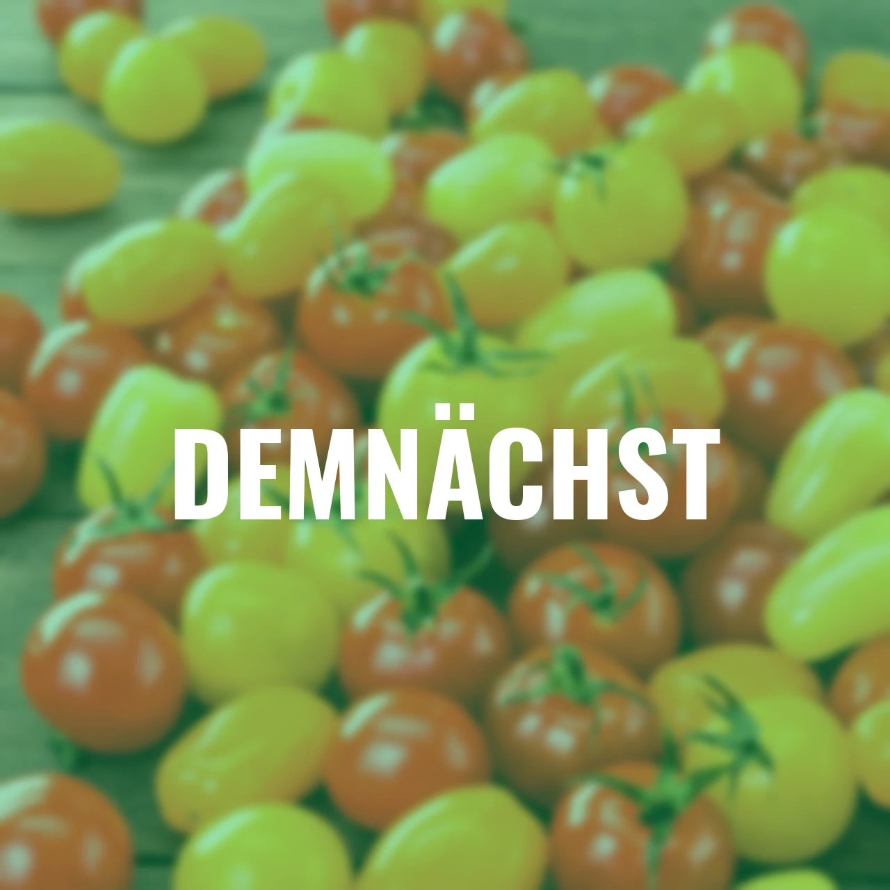 Tomatenpflanzen-Set Cherrytomaten-Mix