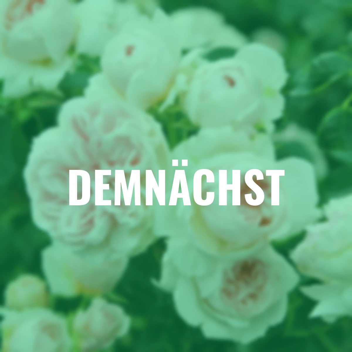 Kletterrose Sabrina®