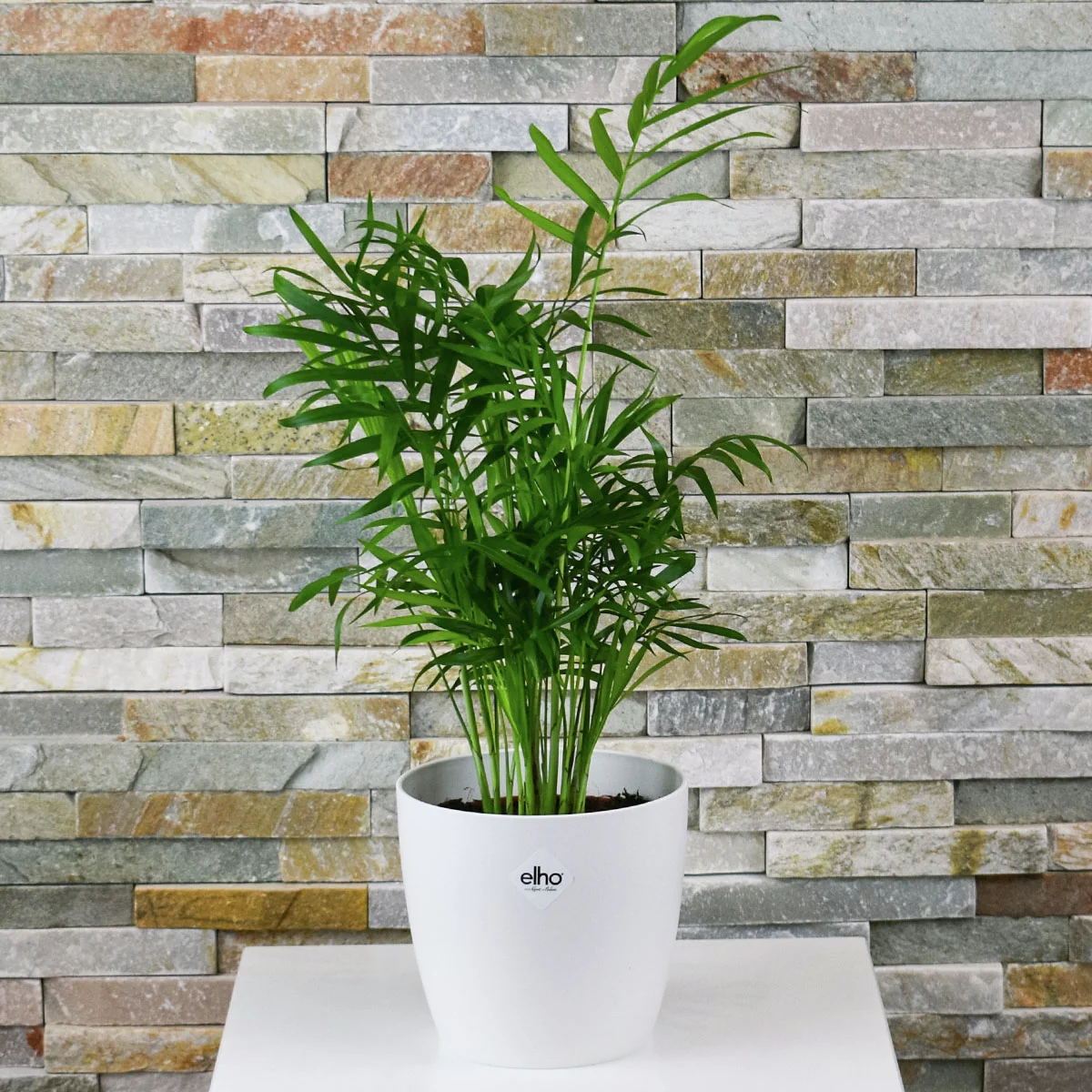 Bergpalme, im ca. 12 cm-Topf, Höhe ca. 30-40 cm