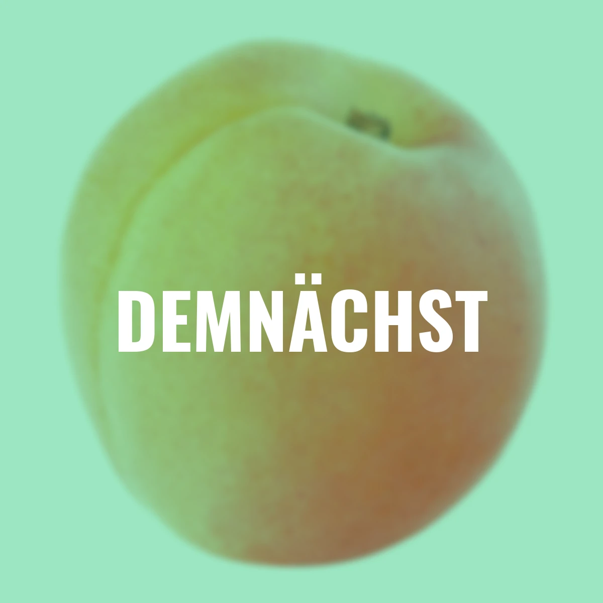 Zwergobst Aprikose Orange Beauty