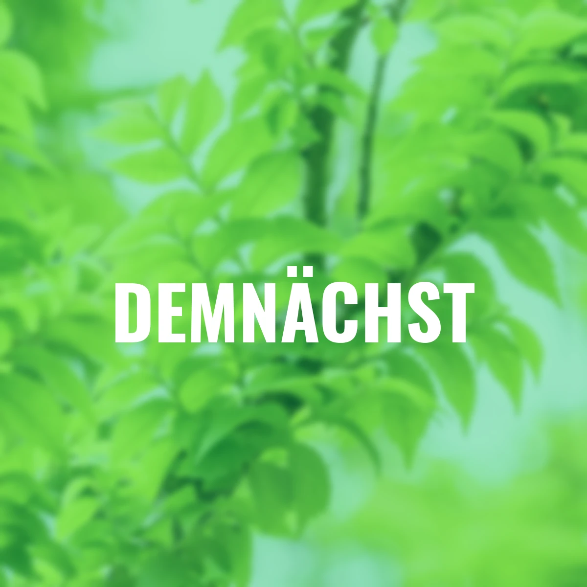 Zwergulme Jaqueline Hillier