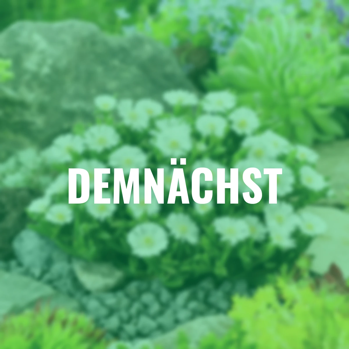 Mittagsblume White of  Wonder