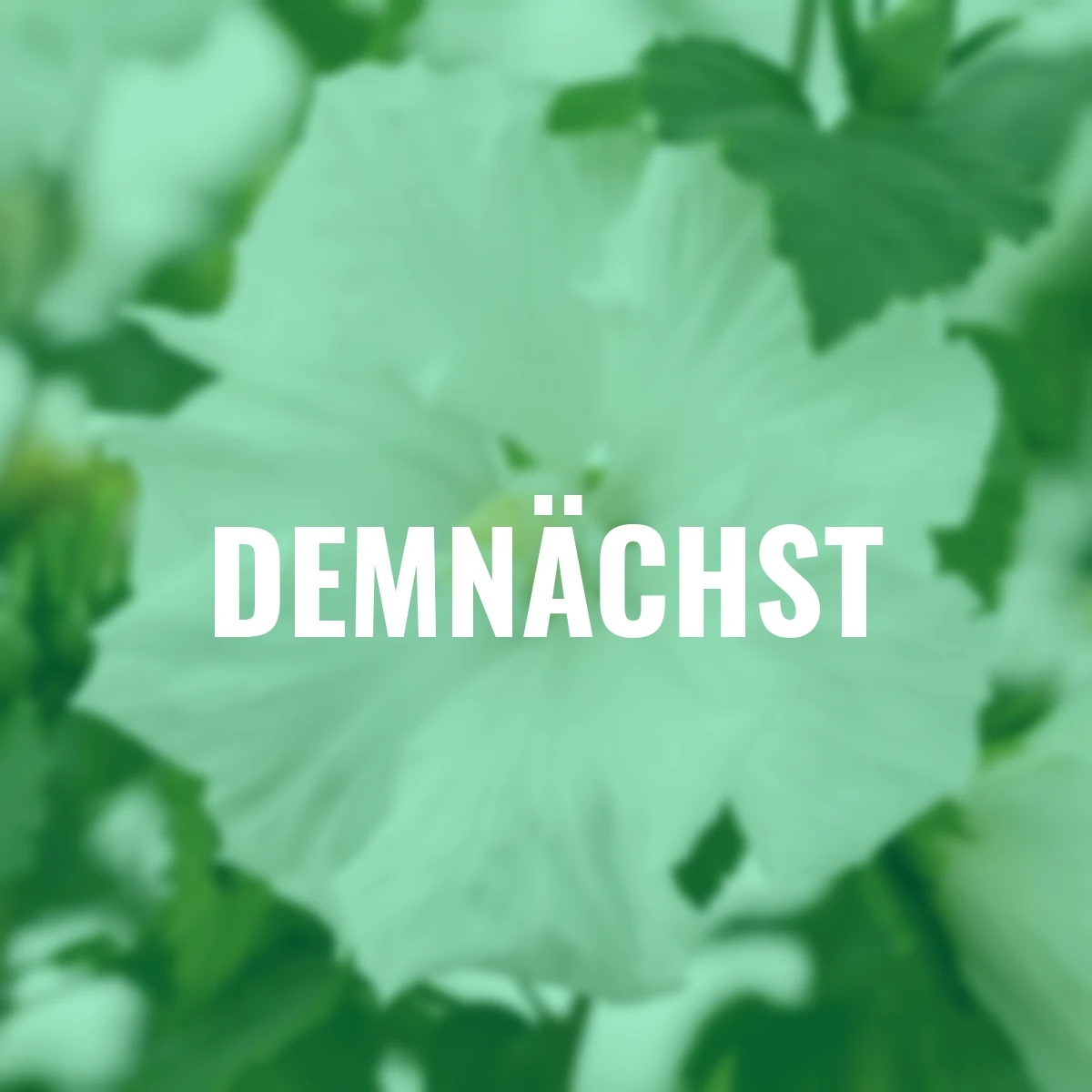 Gartenhibiskus-Stämmchen Diana