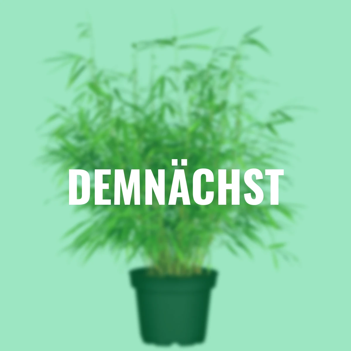 Bambus Asian Wonder, im ca. 23 cm-Topf