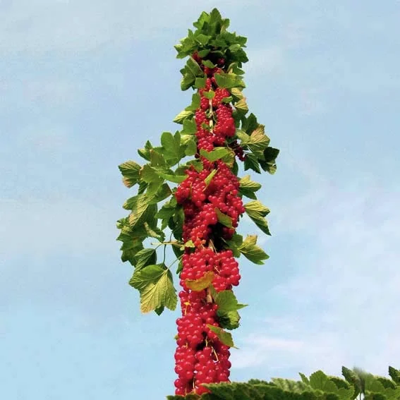 Rote Säulen-Johannisbeere