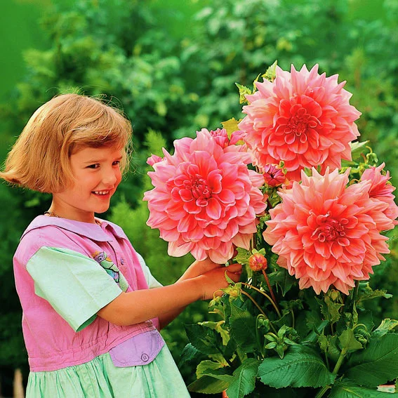 Riesen-Schmuck-Dahlie Ottos Thrill