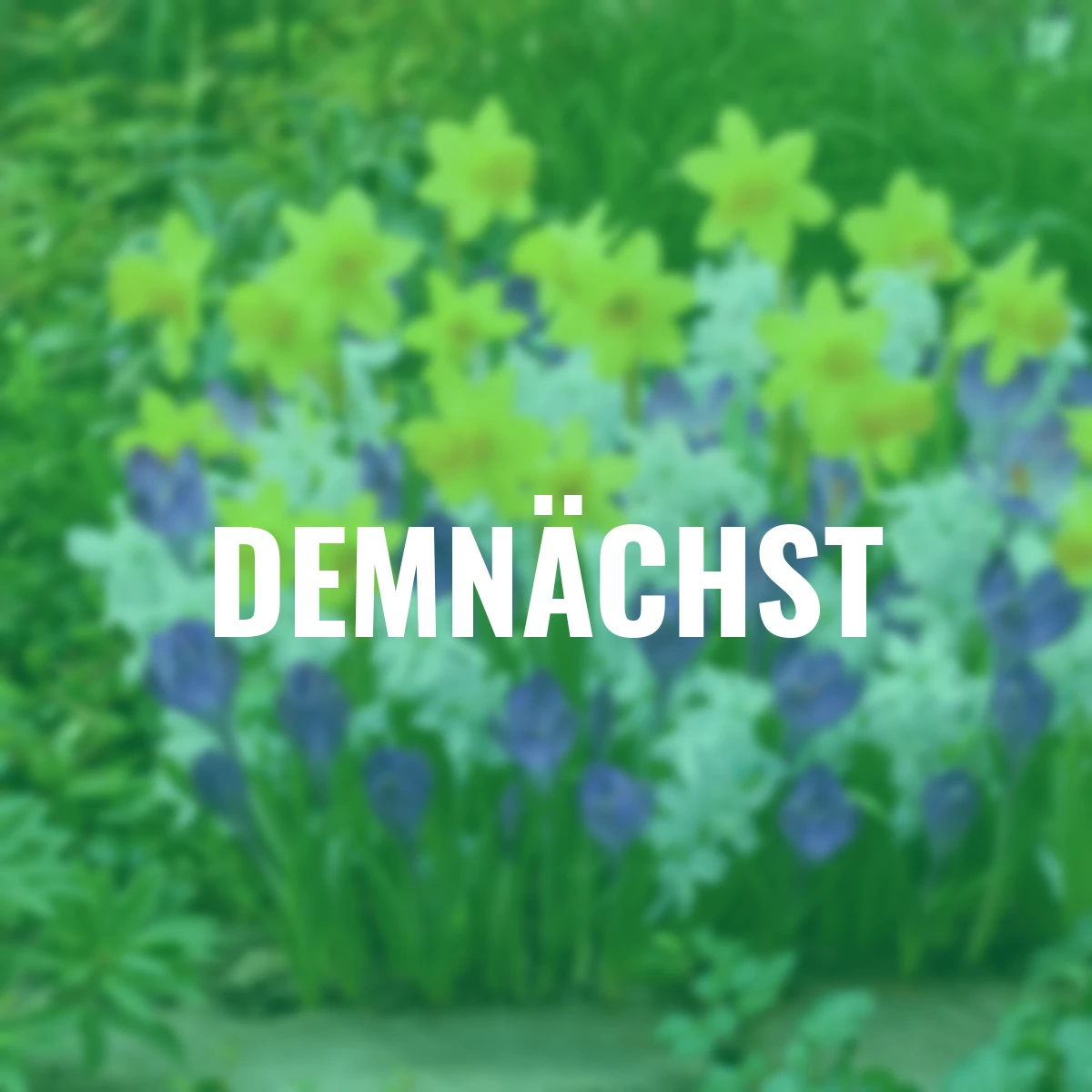 Blumenzwiebel-Set Buntes Potpourri