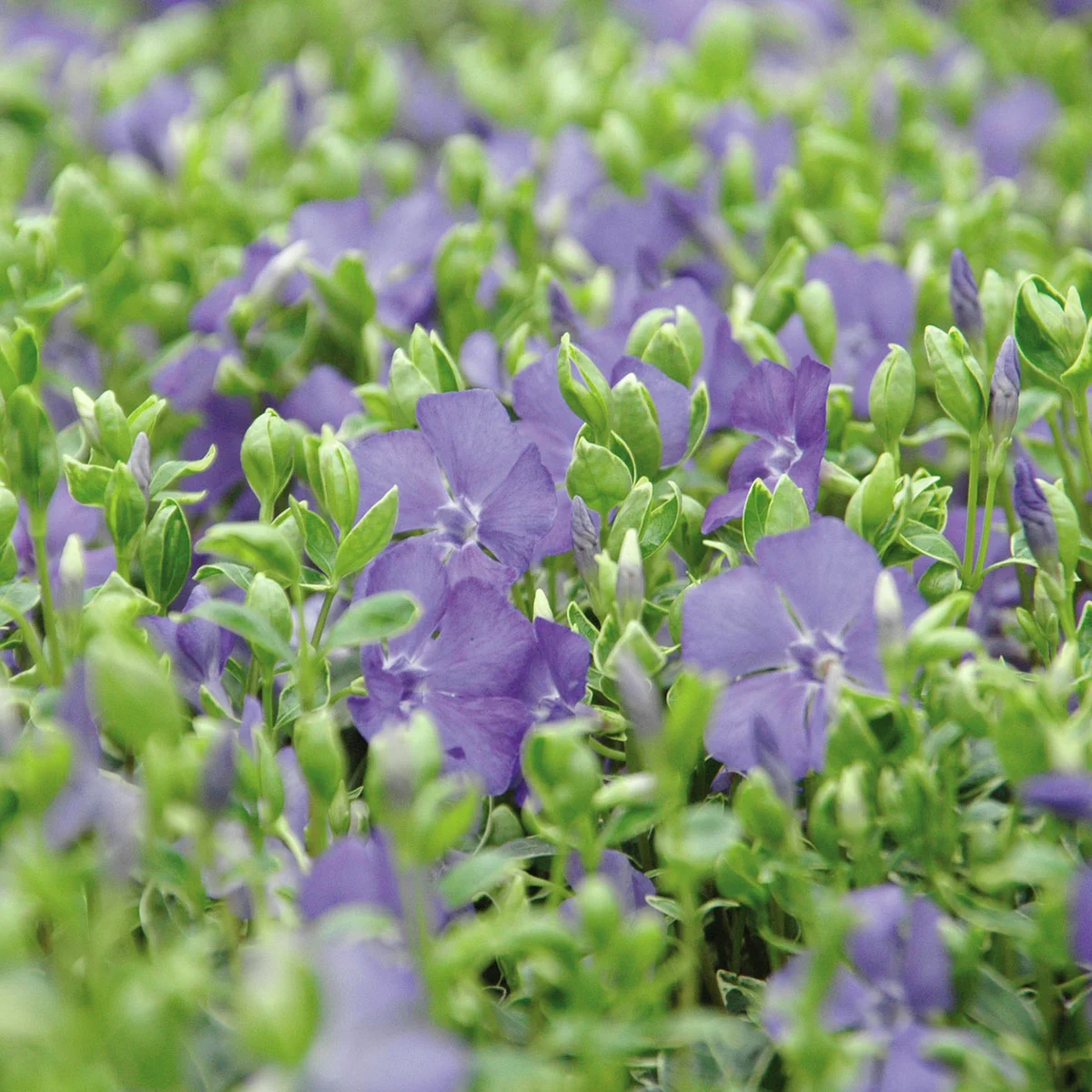 Immergrün Ralph Shugert