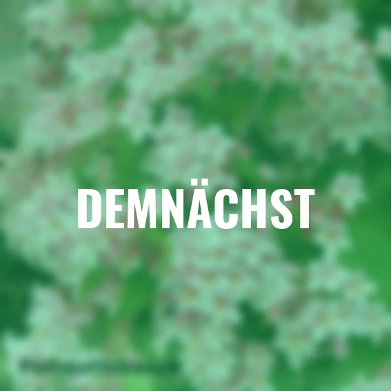 Ziergehölz-Set Blütenhecke