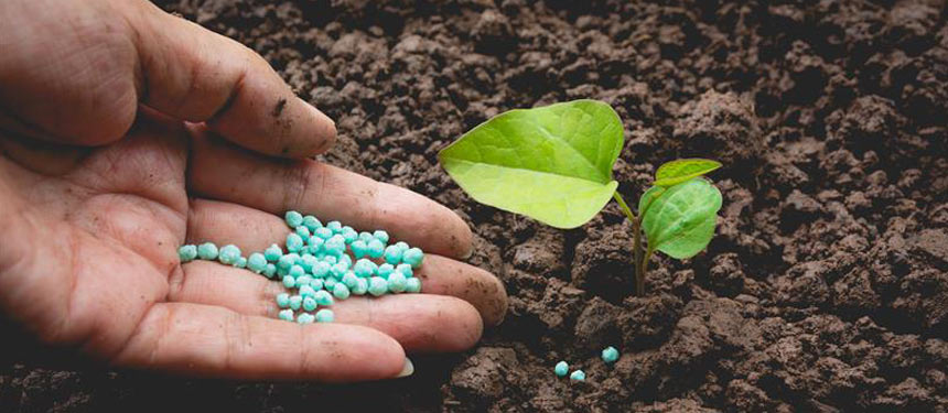 Die Grundlagen beim Düngen im Garten