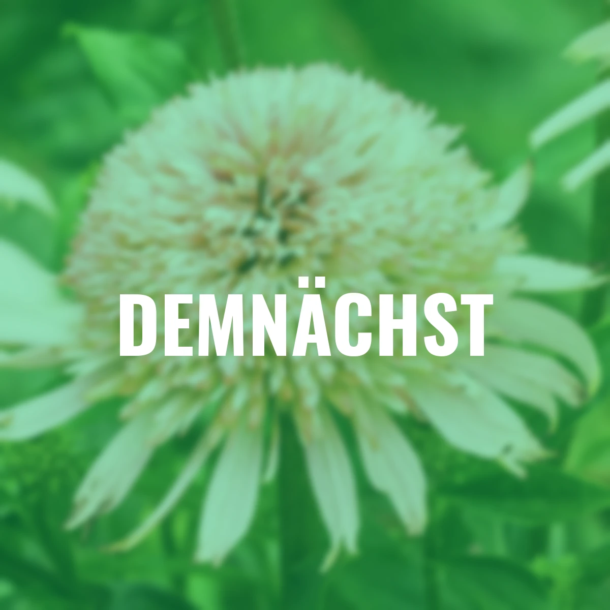 Sonnenhut Cherry Fluff ®