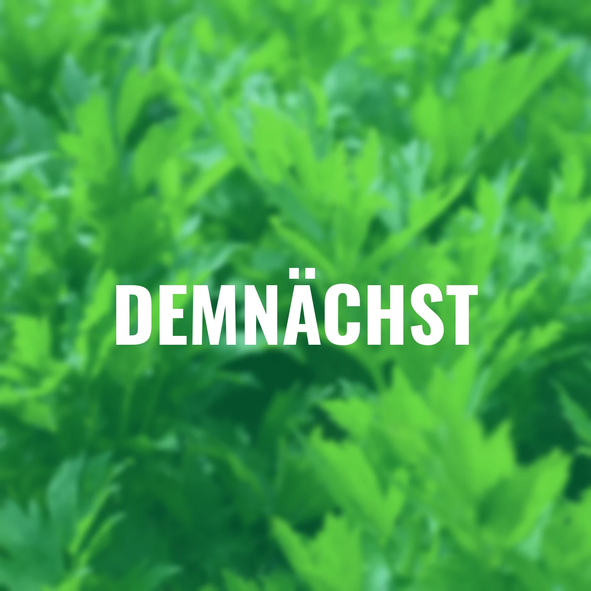 Kräuterpflanze Liebstöckel Maggikraut Verino