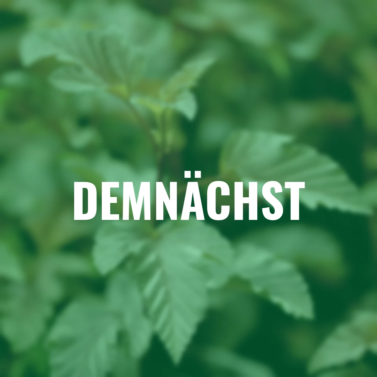 Fasanenspiere Lady in Red