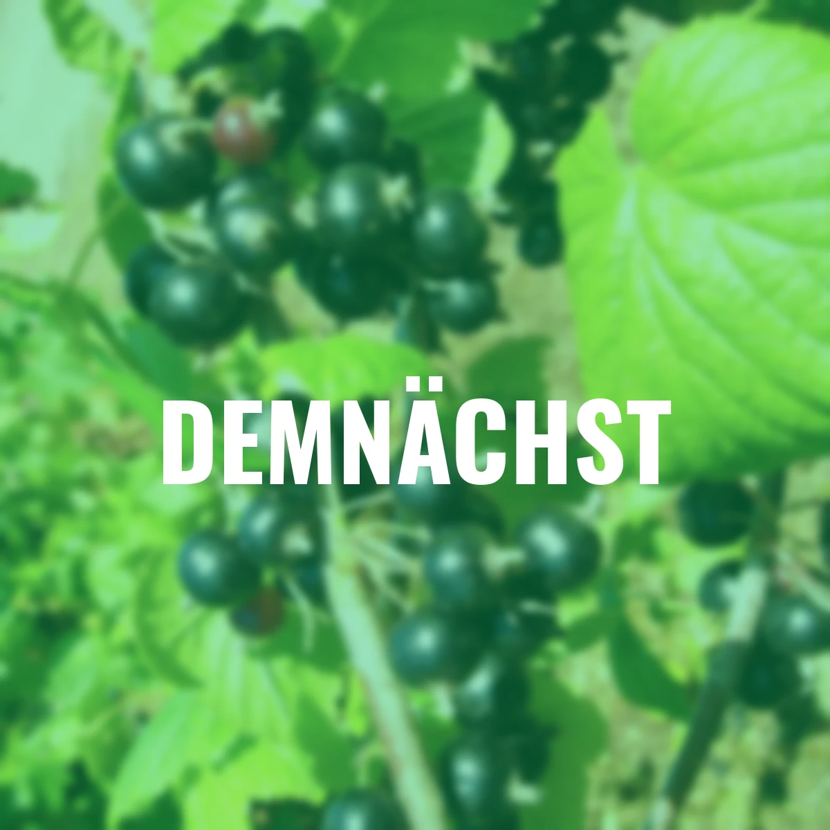 Johannisbeere Titania(R), Hochstamm