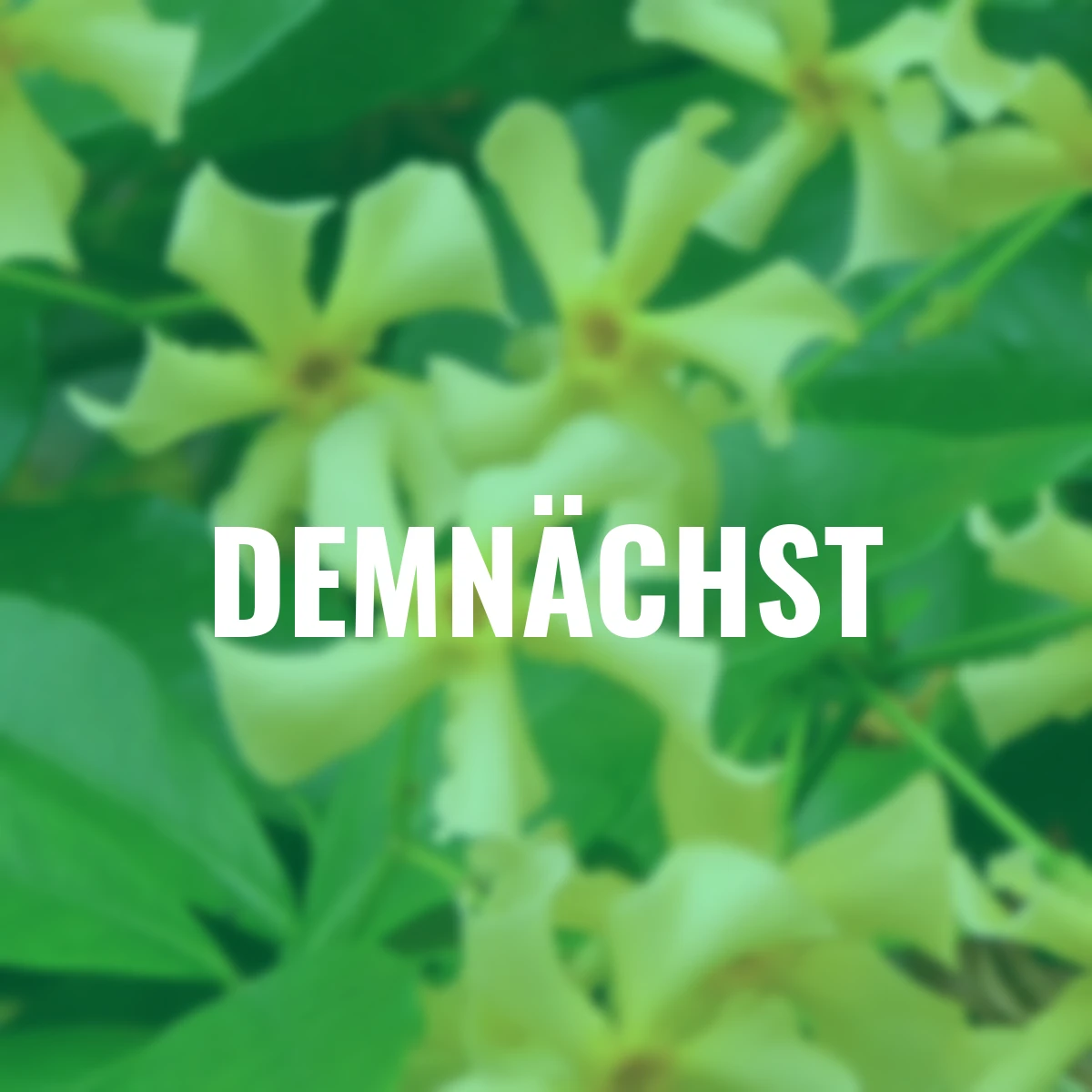 Sternjasmin Star of Toscana