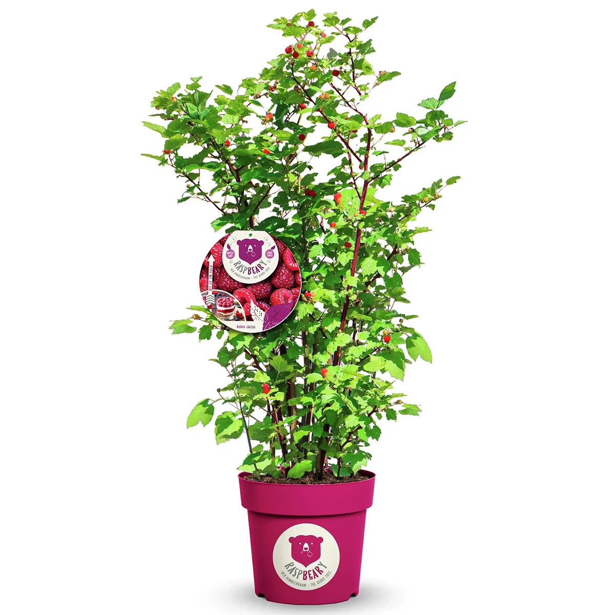 Himbeerstrauch Raspbeary®
