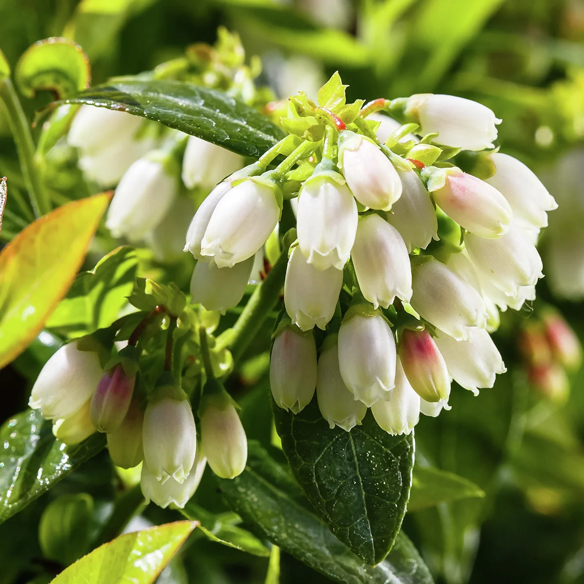 Heidelbeere BrazelBerry® Berry Bux®