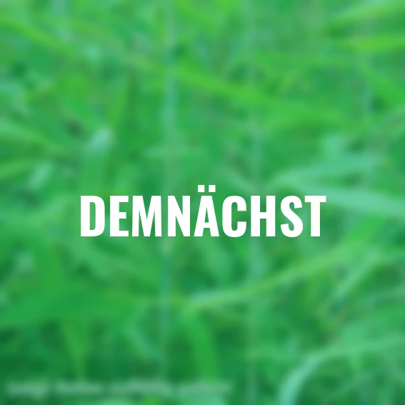 Schirmbambus Great Wall