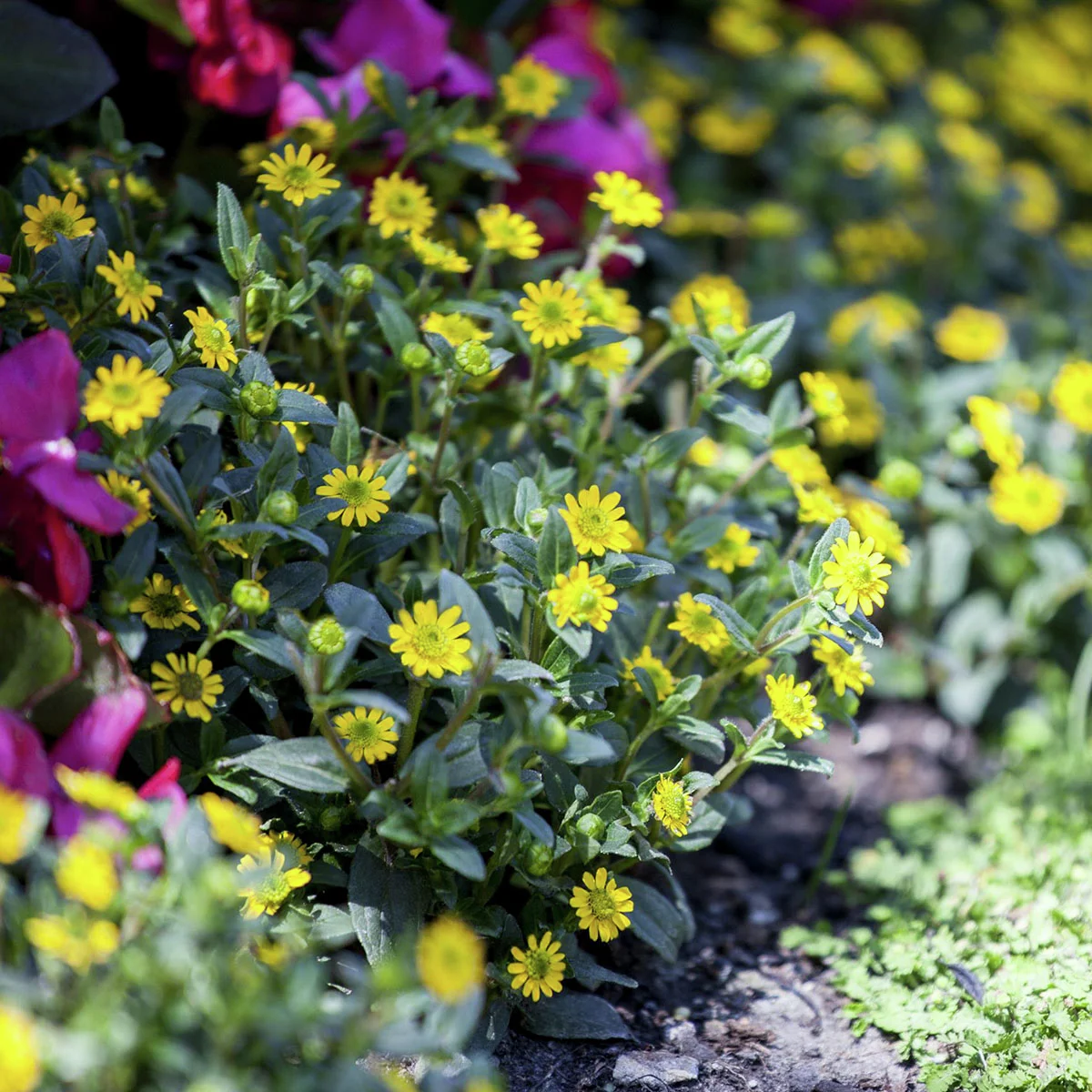 Gelbes Husarenknöpfchen