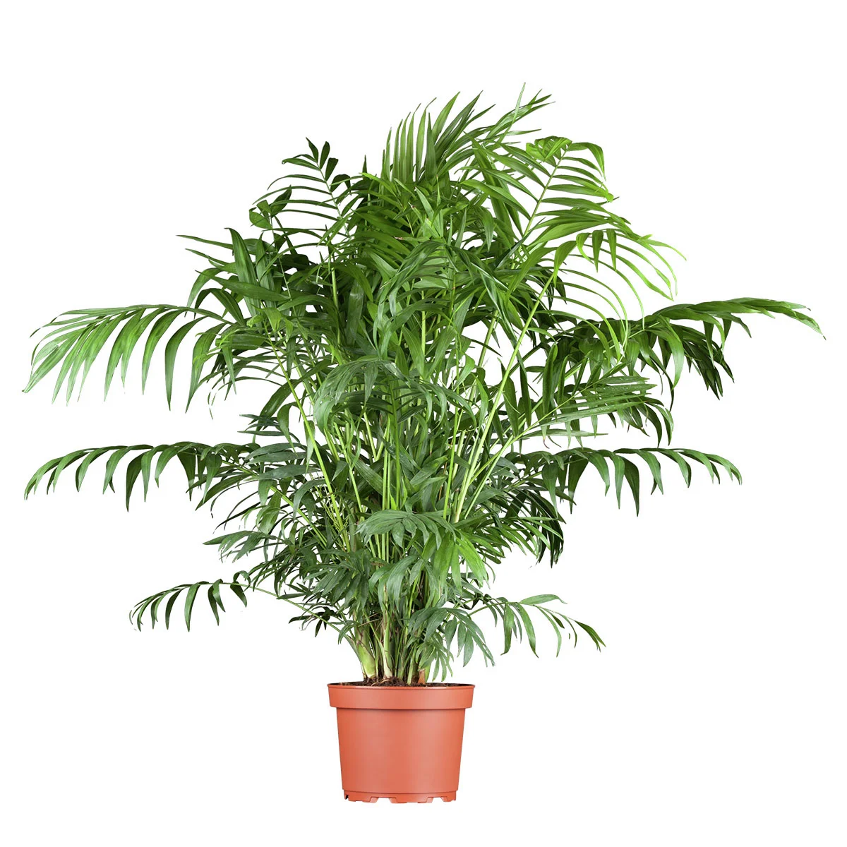 Bergpalme, im ca. 17 cm-Topf, Höhe ca. 50-60 cm