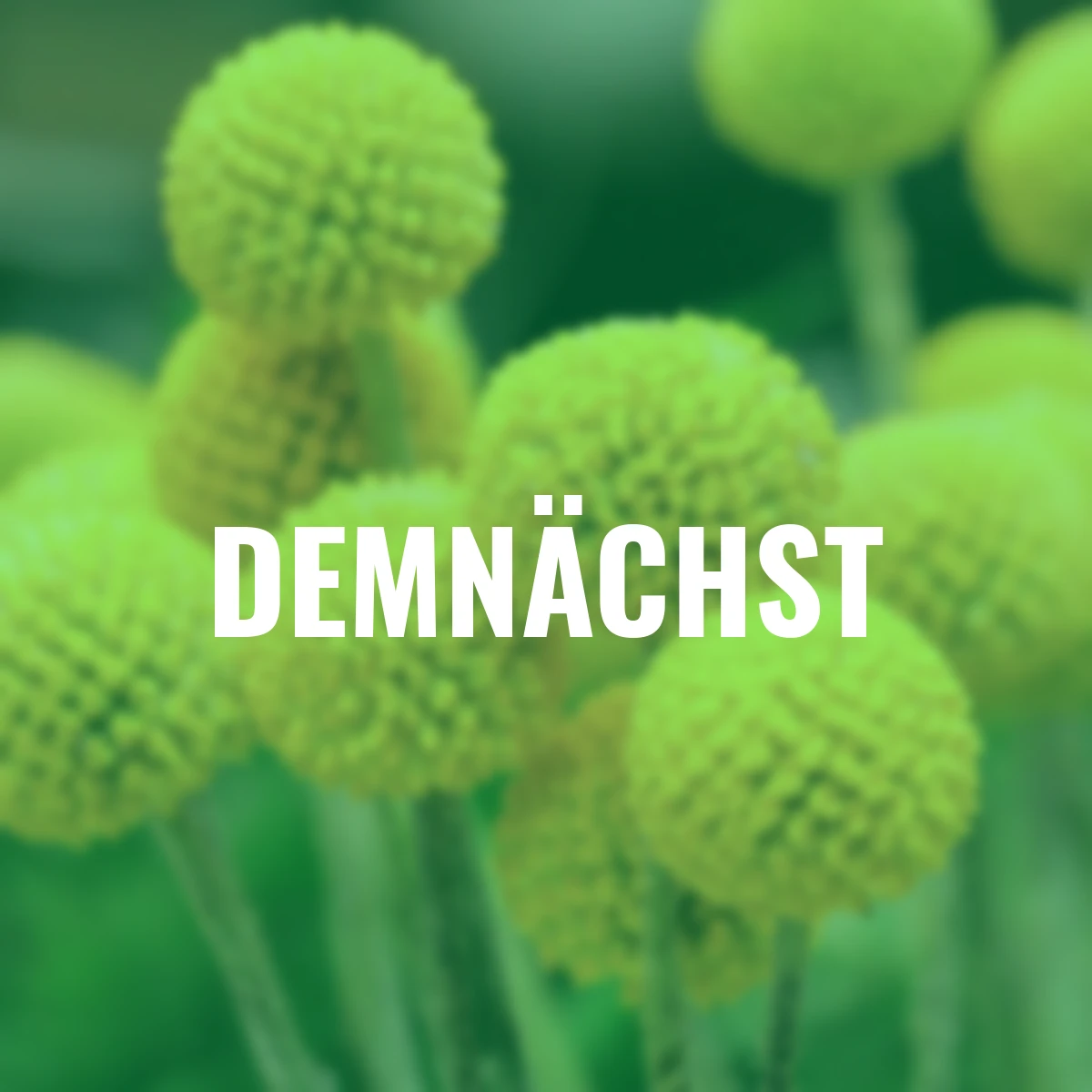 Trommelstöckchen Craspedia