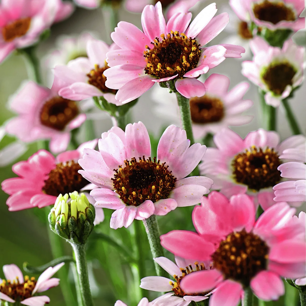 Marokkanische Margerite Zagora Pink