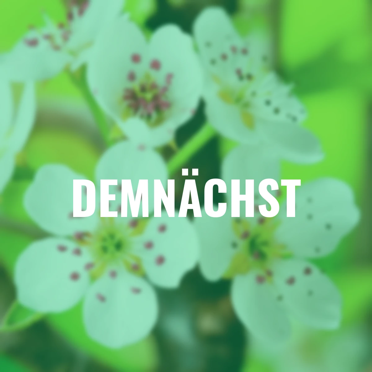 Säulen-Birne Obelisk®