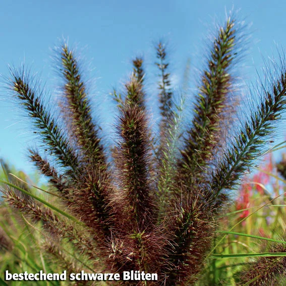 Schwarzer Lampenputzer