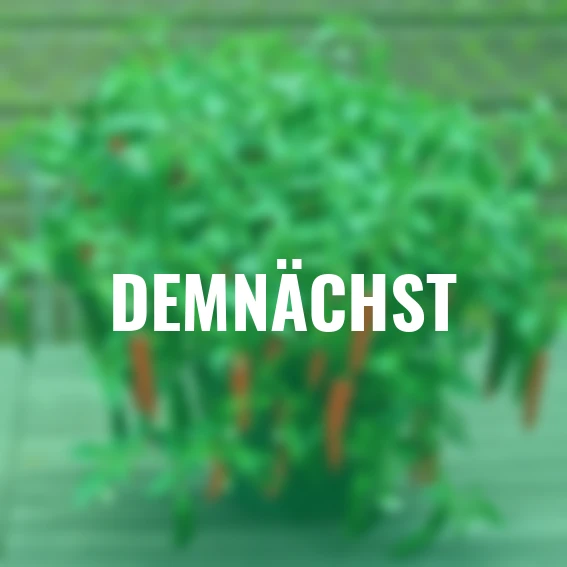 Chili-Paprikasamen Spicy Jane F1