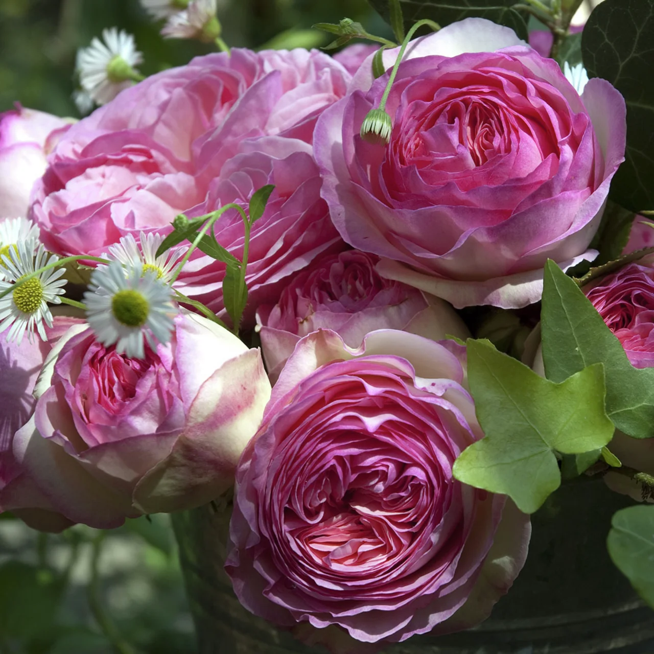 Strauchrose Eden Rose®, wurzelverpackt