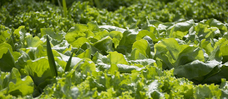 Gemüsegarten mit frischem Gemüse und Kräutern