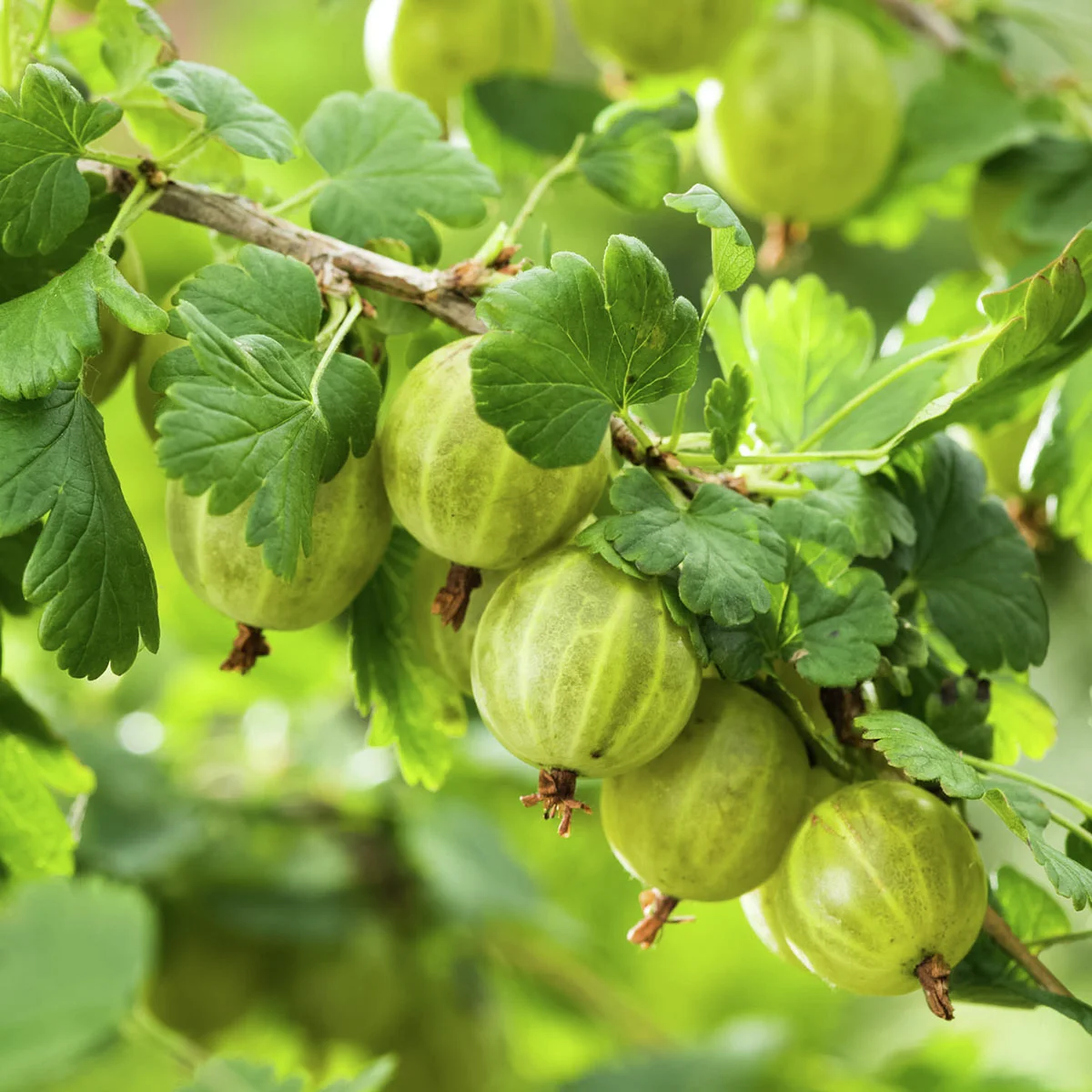 Stachelbeere Invicta(R), Busch